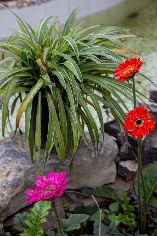 Tam Coc Palm House Villa Ninh Bình Exteriör bild